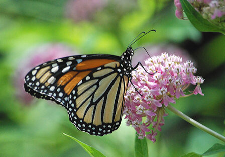 Monarch butterfly (Jim Hudgins/USFWS)